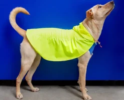 Action Jacket Dog Pull-On Raincoat in Safety Yellow + Blue (Made in NYC)