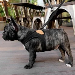 Adjustable Easy Dog Harness in Black