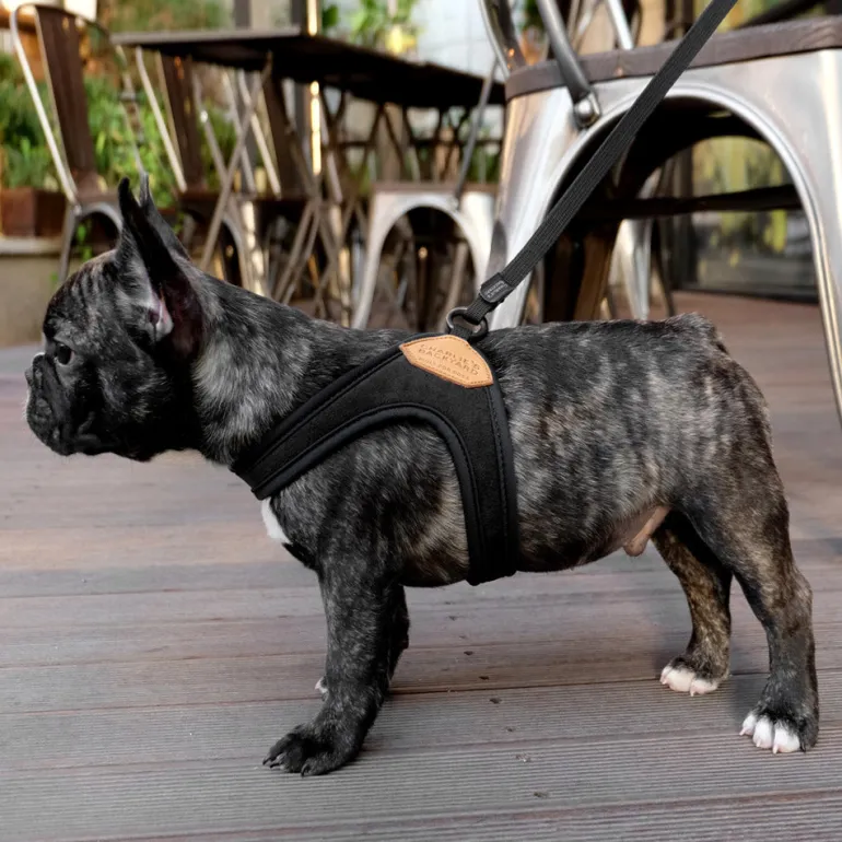 Adjustable Easy Dog Harness in Black