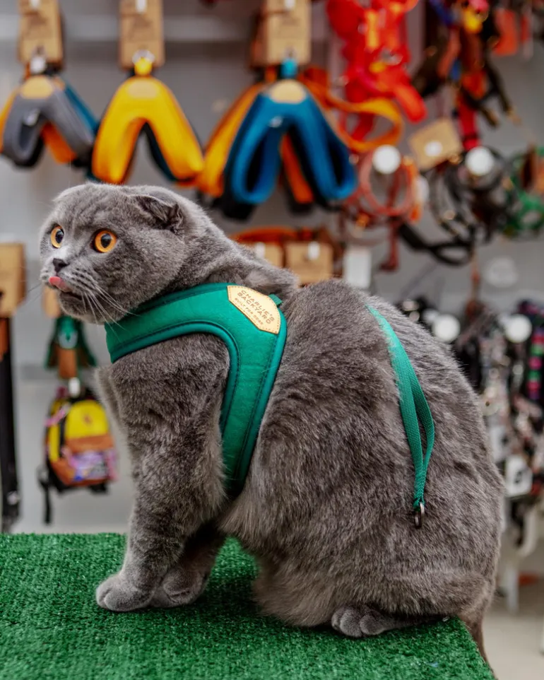 Adjustable Easy Dog Harness in Green