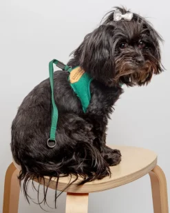 Adjustable Easy Dog Harness in Green