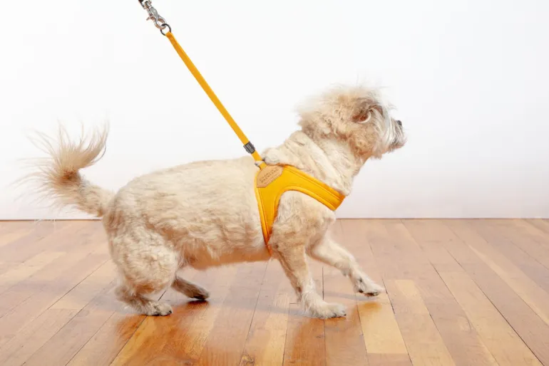 Adjustable Easy Dog Harness in Yellow (Dog & Co. X Charlie's Backyard Exclusive)