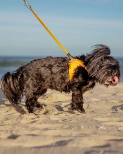 Adjustable Easy Dog Harness in Yellow (Dog & Co. X Charlie's Backyard Exclusive)