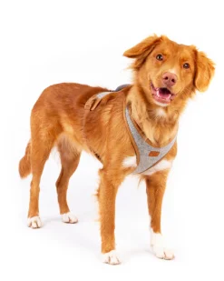 Alpine Belka Dog Harness (for Medium to Large Dogs)