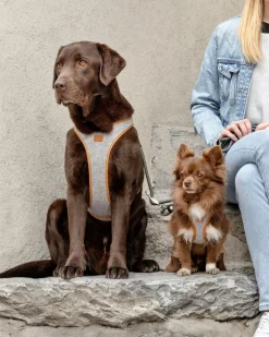 Alpine Belka Dog Harness (for Medium to Large Dogs)