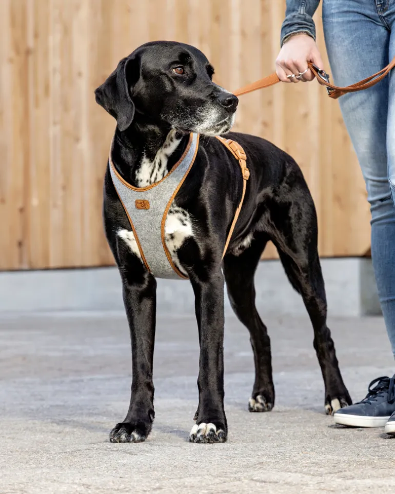 Alpine Belka Dog Harness (for Medium to Large Dogs)