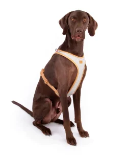 Alpine Belka Dog Harness (for Medium to Large Dogs)