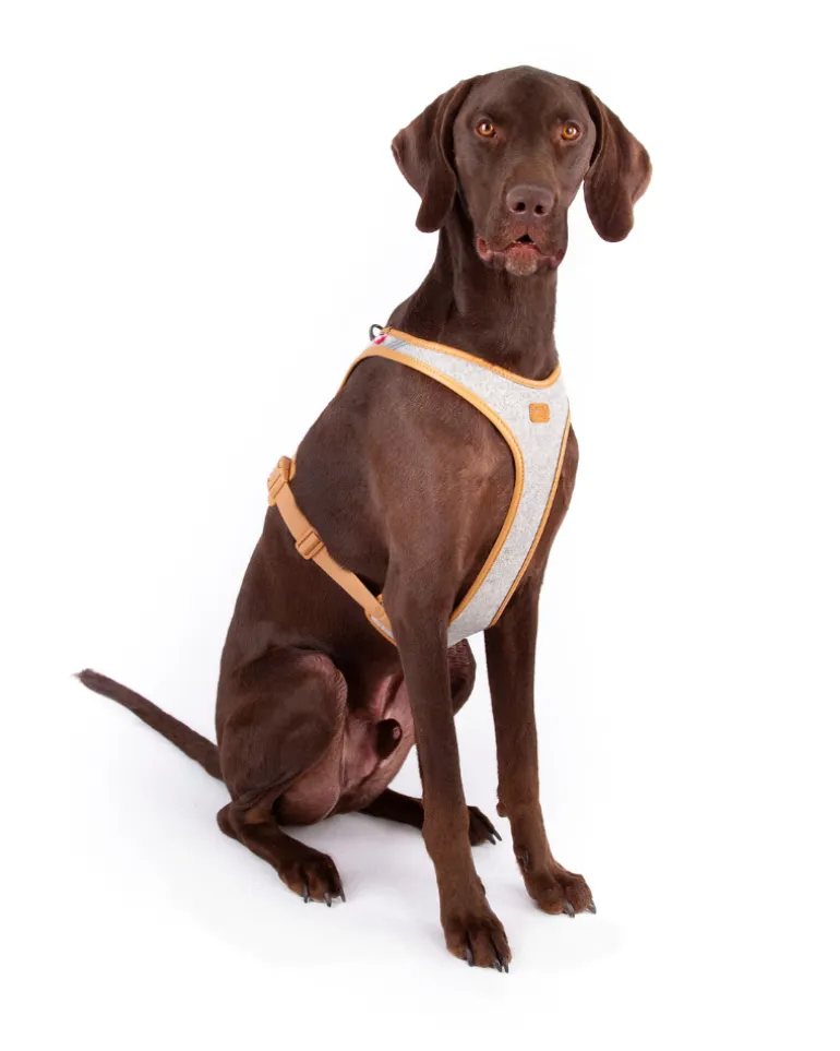 Alpine Belka Dog Harness (for Medium to Large Dogs)