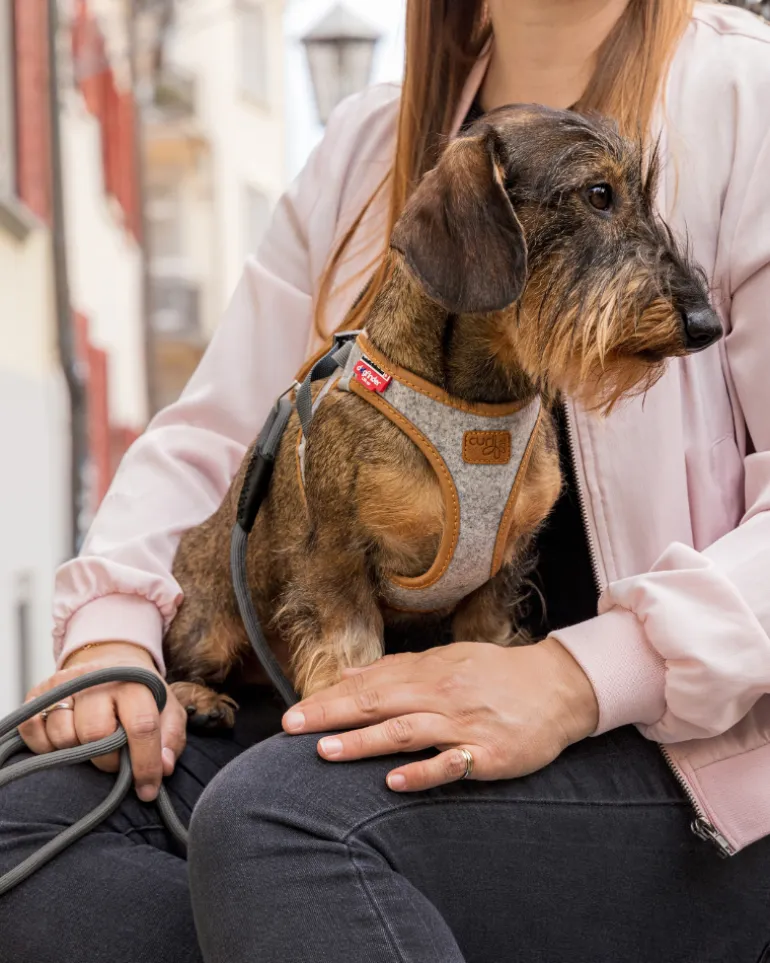 Alpine Clasp Dog Harness