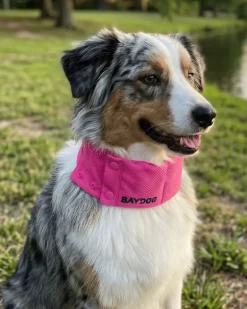 Arctic Cooling Collar for Dogs