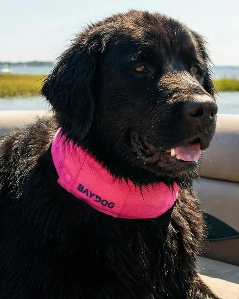 Arctic Cooling Collar for Dogs