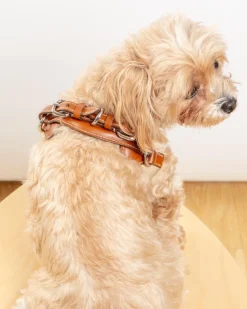 Aria Textile Dog Harness in Natural + Tobacco (Made in Italy)