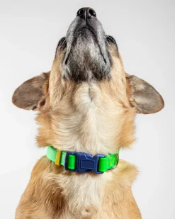 A Walk in the Park Dog Collar in Neon Green (Made in the USA)