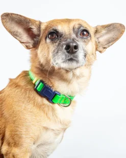 A Walk in the Park Dog Collar in Neon Green (Made in the USA)