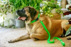 A Walk in the Park Dog Collar in Neon Green (Made in the USA)