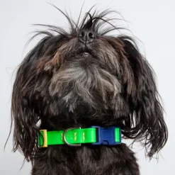 A Walk in the Park Dog Collar in Neon Green (Made in the USA)