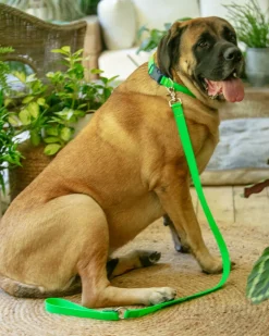 A Walk in the Park Dog Collar in Neon Green (Made in the USA)
