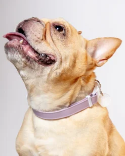 A Walk in the Park Dog Collar in Black (Made in the USA)