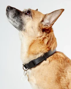 A Walk in the Park Dog Collar in Black (Made in the USA)