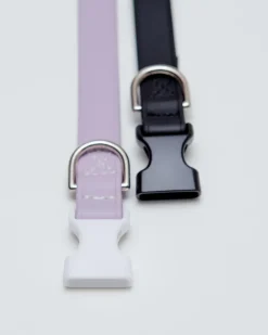A Walk in the Park Dog Collar in Black (Made in the USA)