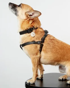 A Walk in the Park Dog Collar in Black (Made in the USA)