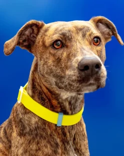 A Walk in the Park Dog Collar in Neon Yellow (Made in the USA) (FINAL SALE)