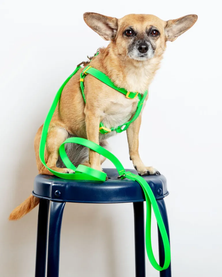 A Walk in the Park Dog Leash (Made in the USA)