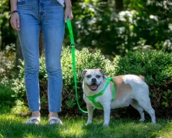 A Walk in the Park Dog Leash (Made in the USA)