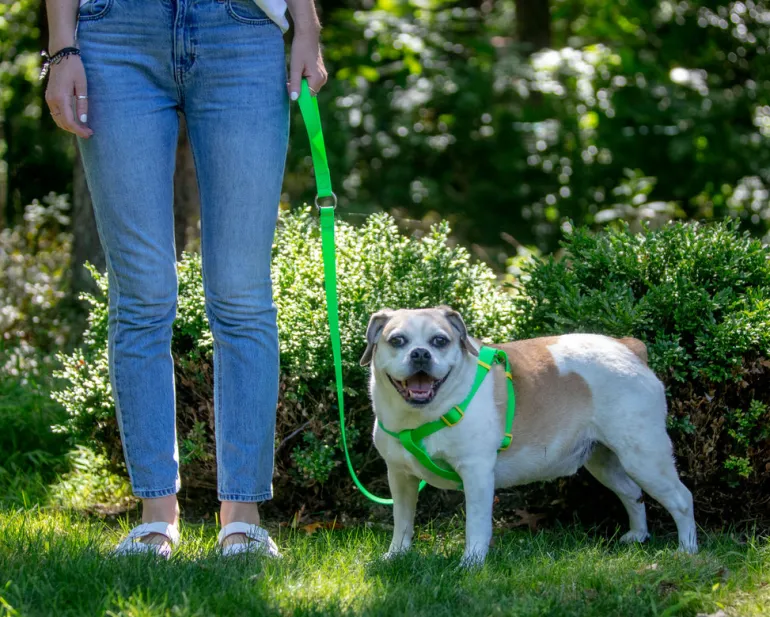 A Walk in the Park Dog Leash (Made in the USA)