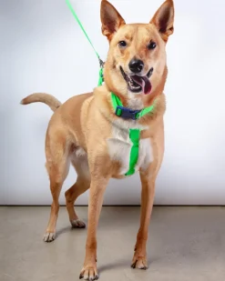 A Walk in the Park Dog Leash (Made in the USA)