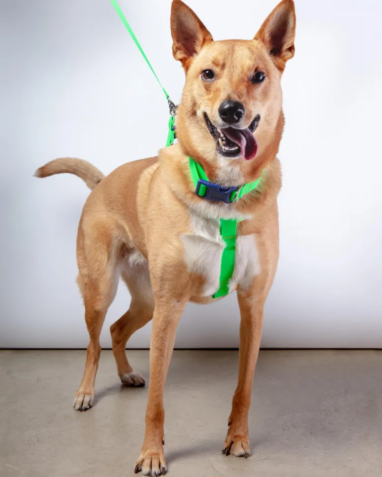 A Walk in the Park Dog Leash (Made in the USA)