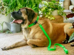 A Walk in the Park Dog Leash (Made in the USA)