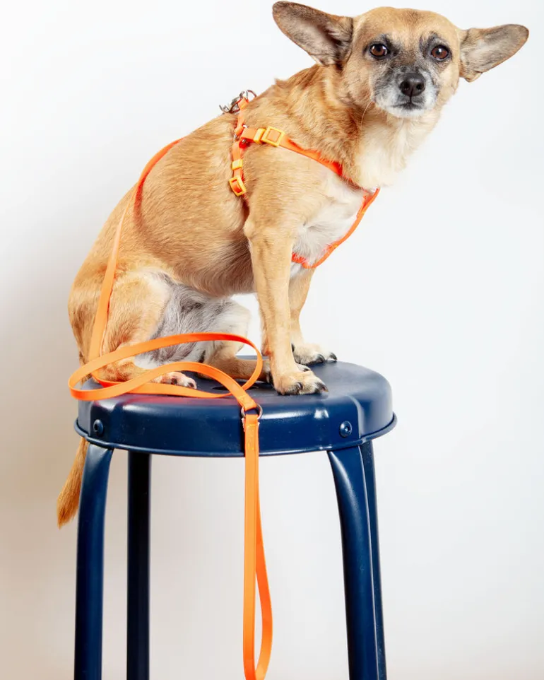 A Walk in the Park Dog Leash (Made in the USA)