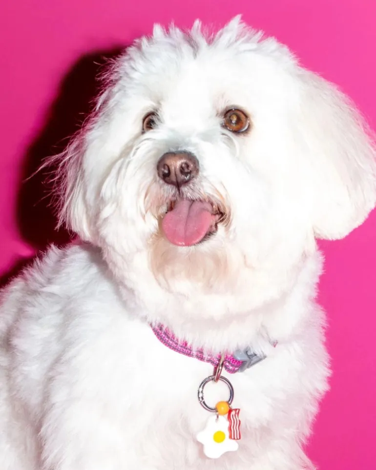 Bacon & Eggs Dog Collar Charm