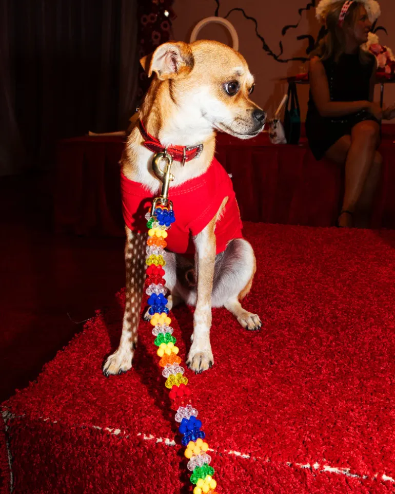 Beaded Dog Leash in Playdate (Made in the USA)