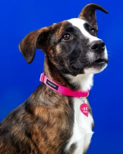 BEST FRIENDS Collar Charms for Dogs