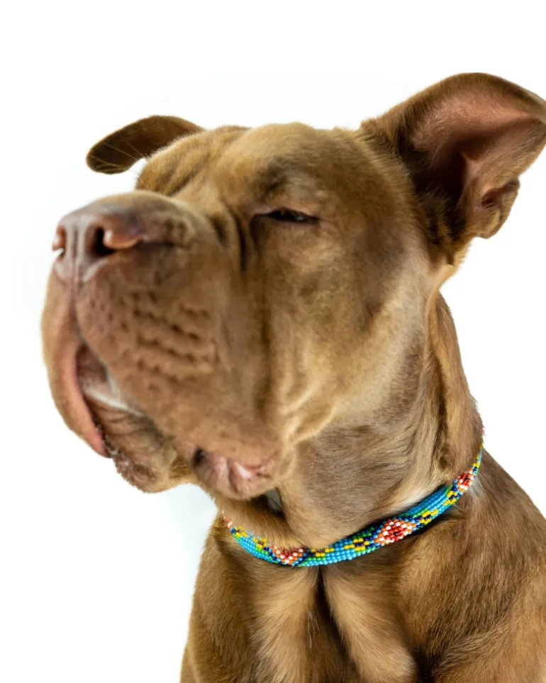 Blue Vogue Beaded Dog Collar (Rolled or Flat)