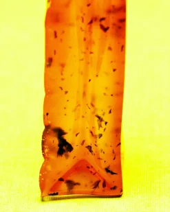 Bone Broth Dog Chew Stick