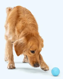 Boundr™ Squishy Dog Ball (2-Pack)