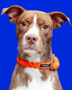 Braided Fisherman Dog Collar in Orange (Made in the USA)