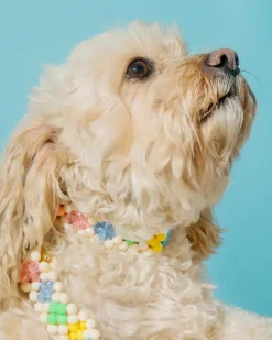 Broadway Beaded Dog Collar in Matinee (Made in the USA)