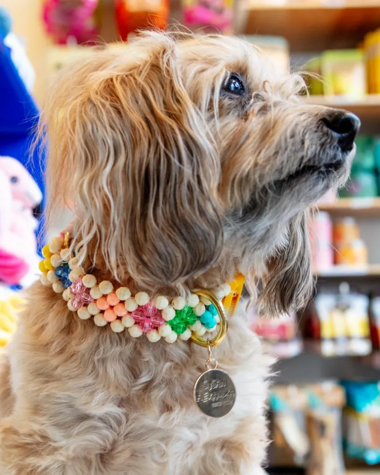 Broadway Beaded Dog Collar in Matinee (Made in the USA)