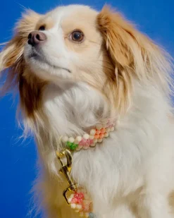 Broadway Beaded Dog Leash in Matinee (Made in the USA)