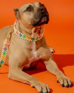 Broadway Beaded Dog Leash in Matinee (Made in the USA)