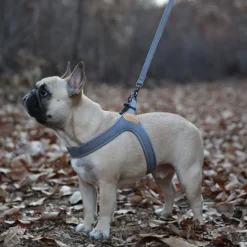 Buckle Up Easy Dog Harness in Gray