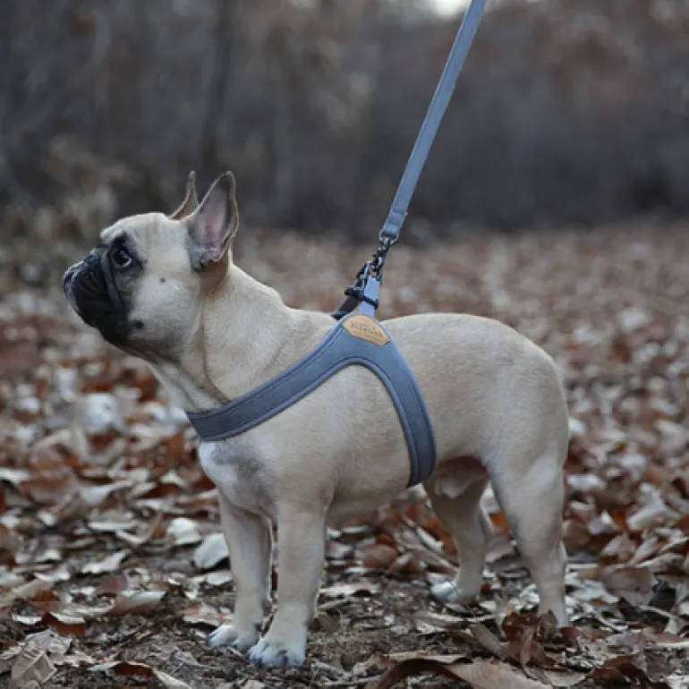 Buckle Up Easy Dog Harness in Gray