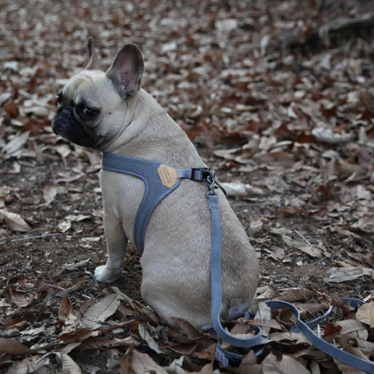 Buckle Up Easy Dog Harness in Gray