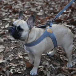 Buckle Up Easy Dog Harness in Gray