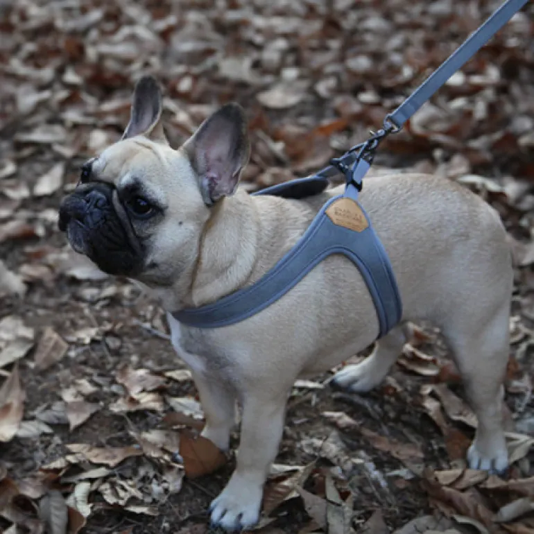 Buckle Up Easy Dog Harness in Gray