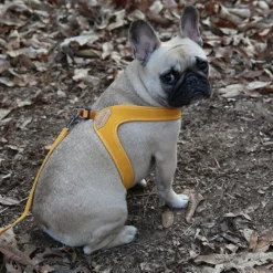 Buckle Up Easy Dog Harness in Yellow